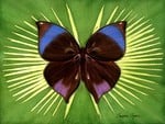 Saturn Butterfly