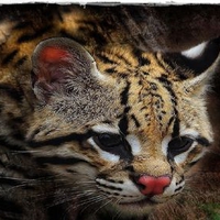 cutie big cat