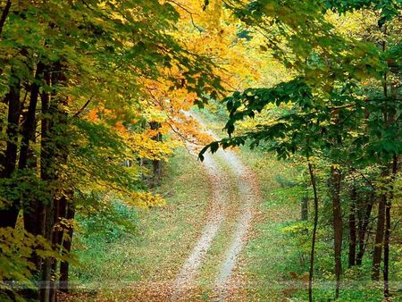 The way 2 my home - green, forest