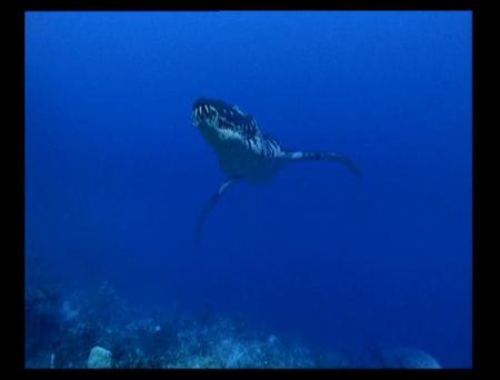 I WANT A PET LIOPLEURODON - the cruel deep blue sea, what big dinosaurs