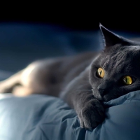 BLUE KITTY