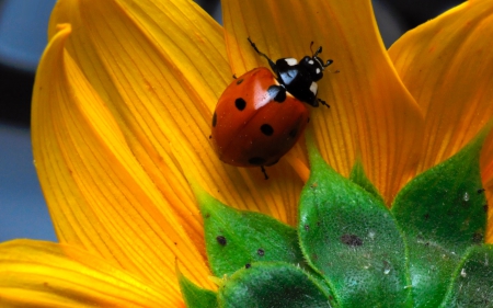 LADY ON A DAISY - flower, cool, beautiful, photo, spring, lady bug, lovely, daisies, closeup, macro, nature, daisy