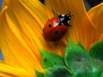 LADY ON A DAISY