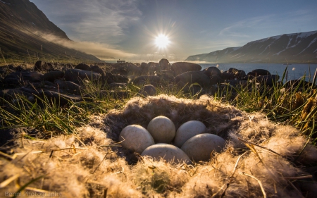 Nest - grass, egg, nest, nature