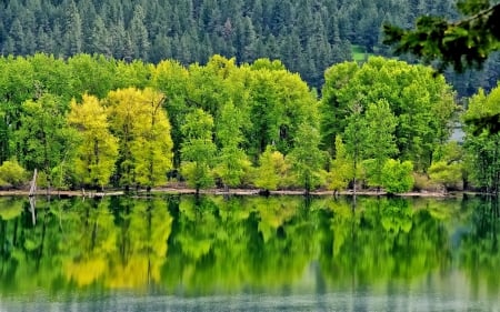 forest reflection in lake - lake, forest, reflection, mountain