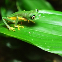 WOOD TOAD