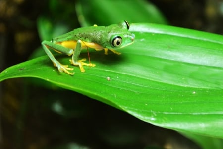 WOOD TOAD - adorable, animals, frogs, toads, leave, leaf, photos, nature, closeup, macro, wild, green, cute