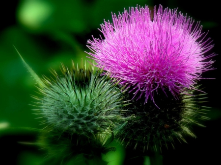 PURPLE PUFF - flower, purple, beauty, photos, puff, lovely, desert, closeup, macro, nature