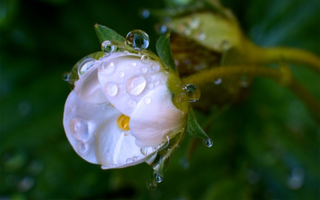 Rain drops - rain, water, wet, white, nature, yellow, macro, green, drops, flower