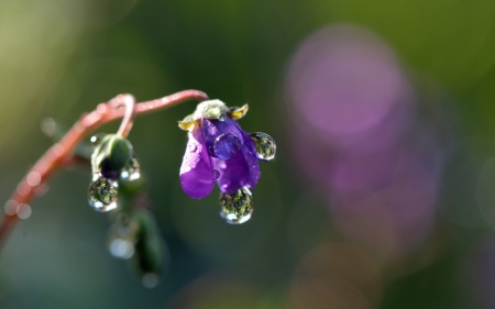 Morning tears - water, tear, drops, morning, flower, nature, purple, green, rain, macro