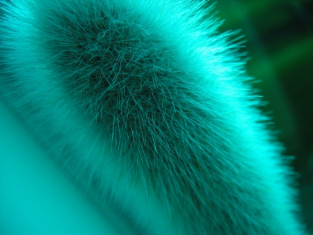 TEAL CATS TAIL - close up, beauty, cats tail, colorful, teal, puff, lovely, photos, closeup, macro, blue, texture, catstail