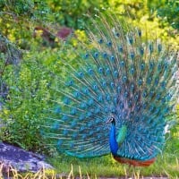 Beautiful Turquoise Peacock