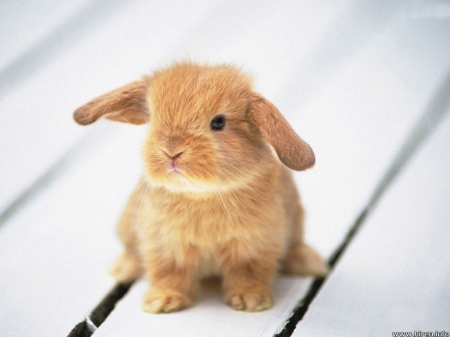 Baby rabbit - rabbit, cute, baby, animals