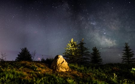 Night Stars - grass, stars, nature, Night