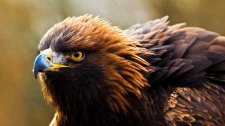 Young-Eagle - flying, free american, harpei, eagle, great, bird wallpaper, bold