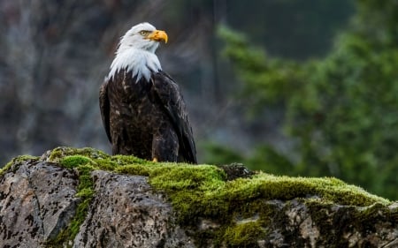 The-Bald-Eagle. - flying, free american, harpei, eagle, great, bird wallpaper, bold