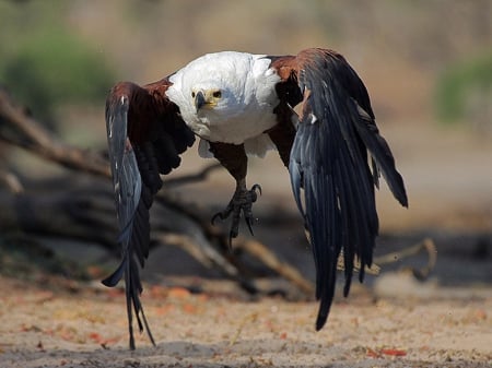 Hunting Eagle - flying, free american, harpei, eagle, great, bird wallpaper, bold