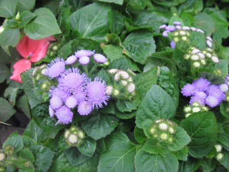 Flowers day at the greenhouse 02 - purple, flowers, leaf, photography, green