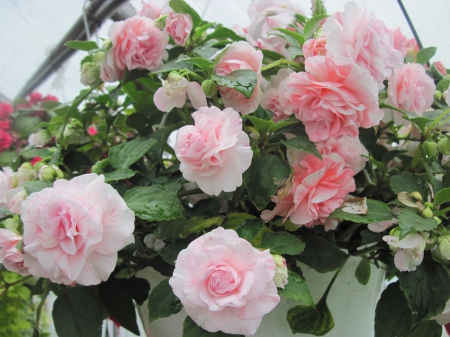 Flowers day at the greenhouse 03 - roses, basket, Flowers, green, photography, pink