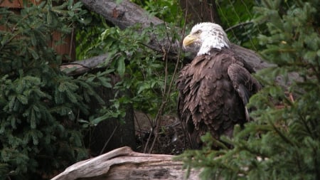 Eagle HD - harpei, eagle, flying, great, free american, bird wallpaper, bold