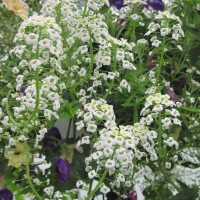 Flowers day at the greenhouse 05