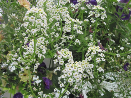 Flowers day at the greenhouse 05 - photography, green, basket, flowers, garden