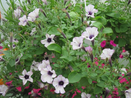 Flowers day at the greenhouse 10 - white, Flowers, purple, green, photography, Petunias