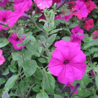 Flowers day at the greenhouse 17