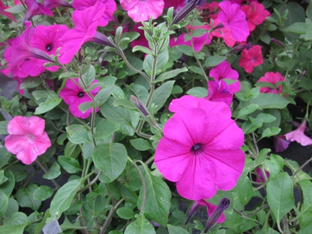 Flowers day at the greenhouse 17 - Flowers, garden, green, photography, Petunias, pink