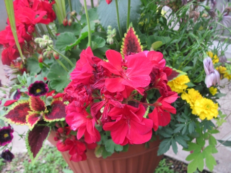 Flowers day at the greenhouse 20 - red, garden, flowers, photography, yellow, green