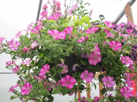 Flowers day at the greenhouse 23 - basket, Flowers, garden, green, photography, petunias, pink