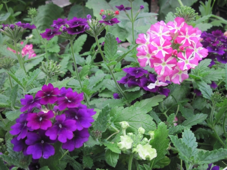 Flowers day at the greenhouse 30 - purple, pink, photography, green, flowers, leaf