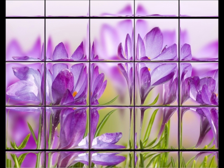 Lavenders through the window - hd, art, abstract, 3d, photo manipulation