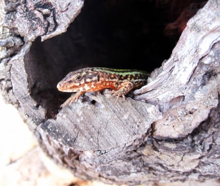 Eye-contact - nature, beautiful, green, photography, macro, lizard, color, tree