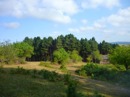 Georgia,surami - surami, forest, georgia, green