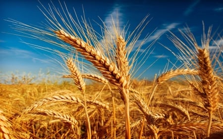 Ears of corn - sky, ears of, field, corn