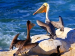 *** Pelicans ***