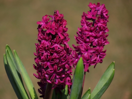 *** Hyacinths *** - flowers, flower, hyacinths, nature