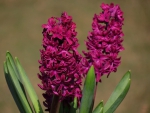 *** Hyacinths ***