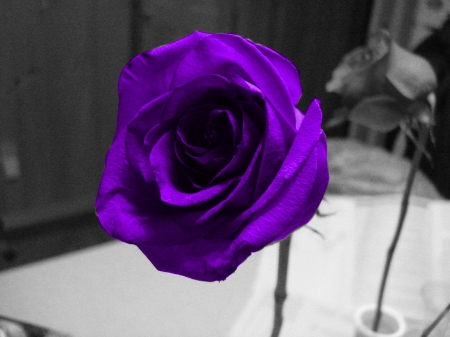 Purple Rose - flower, purple, nature, rose