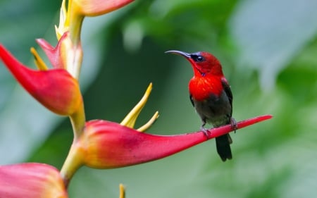 Beautiful Sunbird - sharp-tailed, plant, sunbird, flower, bird, zheltospinnaya