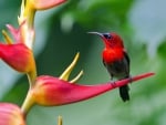 Beautiful Sunbird