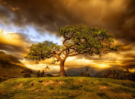 Tree - nature, sky, tree, clouds