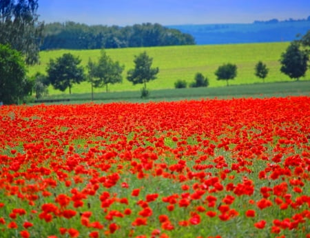 red on green - nature, fields, red, green, poppies