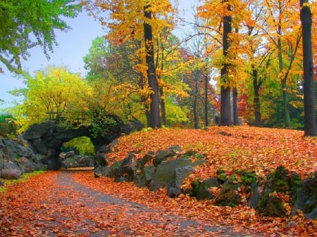 Autumn colors - fall leaves, color, forest, autumn