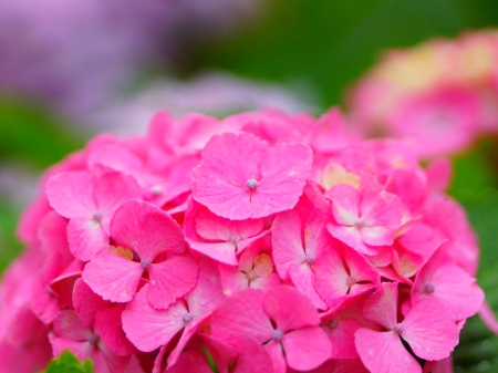 Flowers - flowers, blooms, petals, pink