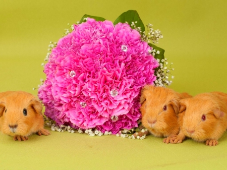 Guinea pigs - flowers, guinea-pigs, animals, rodents