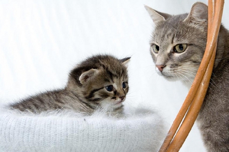 kitten with mother - cats, animals, mother, kitten