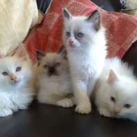 peaches ragdoll babies