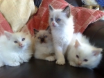 peaches ragdoll babies